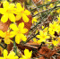 图集来了！雨雪过后，郑州公园里娇黄的迎春花美得不像话 - 河南一百度