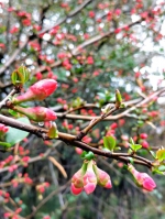 图集来了！雨雪过后，郑州公园里娇黄的迎春花美得不像话 - 河南一百度