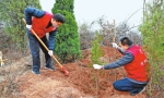 植一棵树 造一片林 增一抹绿 河南今年已造林 215.5万亩 - 河南一百度