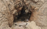 一群蜜蜂在树洞里安营扎寨 与小区居民和平相处已三年 - 河南一百度