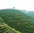 光山县数万亩春茶迎来采摘季。盛鹏 摄 - 中国新闻社河南分社