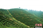 光山县数万亩春茶迎来采摘季。盛鹏 摄 - 中国新闻社河南分社
