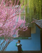 探访郑州鲜花景观路 | 郑州的美人梅景观路花开正艳，不止一条 - 河南一百度