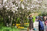 航拍郑州海棠花海：春色满园，这一幕绝对惊艳全城 - 河南一百度