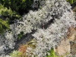 航拍郑州海棠花海：春色满园，这一幕绝对惊艳全城 - 河南一百度