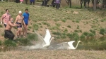 一只白天鹅被困北龙湖，惹祸的竟是一根风筝线! - 河南一百度