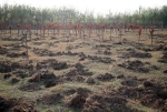 郑州北龙湖湿地公园死树苗一棵挨着一棵，回应：正在补植补栽 - 河南一百度
