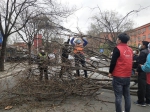 狂风中，郑州一棵行道树被连根拔起 - 河南一百度