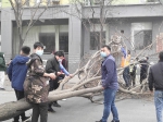狂风中，郑州一棵行道树被连根拔起 - 河南一百度