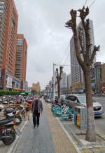 郑州一路段26棵行道树“秃了” 绿化部门：不是我们干的 - 河南一百度