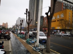 郑州一路段26棵行道树“秃了” 绿化部门：不是我们干的 - 河南一百度