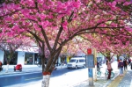 郑州有条“最美樱花路”，花开烂漫，绵延数百米 - 河南一百度