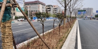 郑州这里道路改造工程还未竣工，种的绿植已枯黄？ - 河南一百度