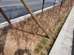 郑州这里道路改造工程还未竣工，种的绿植已枯黄？ - 河南一百度