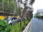 马路中间的铁栏杆“下线”郑州主干道将普及绿化隔离带 - 河南一百度