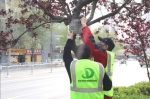 郑州街头的行道树都是啥品种？拿出手机一扫码就知道 - 河南一百度