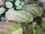 冷雨还将持续一天 风雨联手将最低气温拉近冰点 - 河南一百度