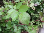 冷雨还将持续一天 风雨联手将最低气温拉近冰点 - 河南一百度