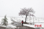 皑皑白雪覆群山 阳春四月的雪景愈加别致 - 中国新闻社河南分社