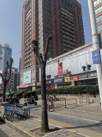抓到了！郑州街头26株行道树一夜间被“脱发”，嫌疑人处罚结果来了 - 河南一百度