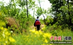 河南驻马店市驿城区胡庙乡：满山槐花   香味四溢 - 中国新闻社河南分社