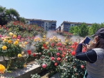郑州市月季公园：1200余种月季 争芳斗艳盛开 - 河南一百度