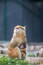 郑州动物园一批“萌宠”降生 邀约抗疫英雄带着自家宝贝来“围观” - 河南一百度