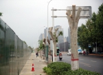 郑州东风路80棵行道树被移栽 市民质疑成活率 - 河南一百度