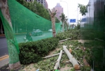 郑州东风路80棵行道树被移栽 市民质疑成活率 - 河南一百度