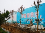 追踪 | 郑州路边施工挖沟，多棵行道树死亡，施工单位将补栽 - 河南一百度