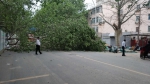 清晨的大风中，郑州两棵50多年的老树轰然倒下 - 河南一百度