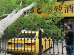 清晨的大风中，郑州两棵50多年的老树轰然倒下 - 河南一百度