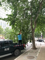 汛期将至 郑州街头发现死树、病树、危树等隐患可打热线反映 - 河南一百度
