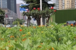 郑州首次栽种“草花”！市民：五颜六色真好看！ - 河南一百度