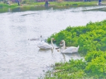 北龙湖天鹅宝宝不孤单 7只鹅宝诞生西郊景观河 - 河南一百度