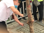 心疼!郑州有棵树戴着“枷锁”挣扎生长了5年 - 河南一百度