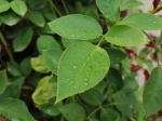 下下停停的阵雨不过瘾？ 本周末河南一场大雨已经安排上 - 河南一百度