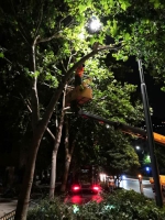 遮挡路灯、影响交通，郑州对5910株行道树“瘦身” - 河南一百度