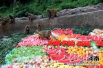 千只野生猕猴吃上“冰镇蟠桃盛宴”消暑解馋 - 中国新闻社河南分社