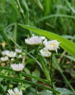 不是多云就是雨 7月剩下的日子我省天气持续清爽 - 河南一百度