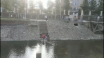 汛期危险！郑州金水河里有孩子玩耍戏水 - 河南一百度