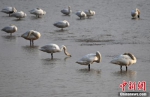 三门峡黄河湿地如期上演“天鹅季” - 中国新闻社河南分社