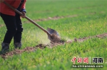 河南省延津县农民在麦田里劳作，为小麦丰收打下坚实基础 邓小强摄 - 中国新闻社河南分社