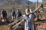 正在搬运树木的少林僧人。　少林寺供图 摄 - 中国新闻社河南分社