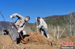 　种植树木的少林僧人。　少林寺供图 摄 - 中国新闻社河南分社