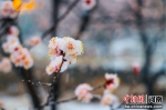 在春雪中怒放的桃花。孙庆新 摄 - 中国新闻社河南分社