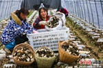 河南光山:特色农业种植促增收 - 中国新闻社河南分社