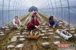 河南光山:特色农业种植促增收 - 中国新闻社河南分社