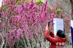 图为紫荆山公园紫荆花开。邓小强 摄 - 中国新闻社河南分社