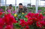 花农在管理花卉 - 中国新闻社河南分社